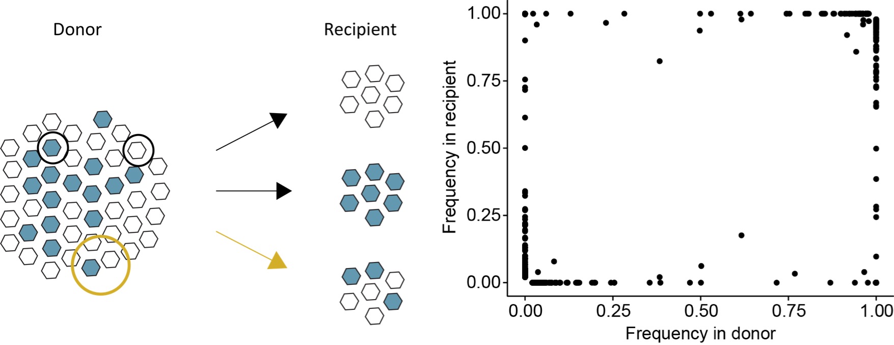 A diagram of a genetic bottleneck and figure showing limitted transmitted diversity