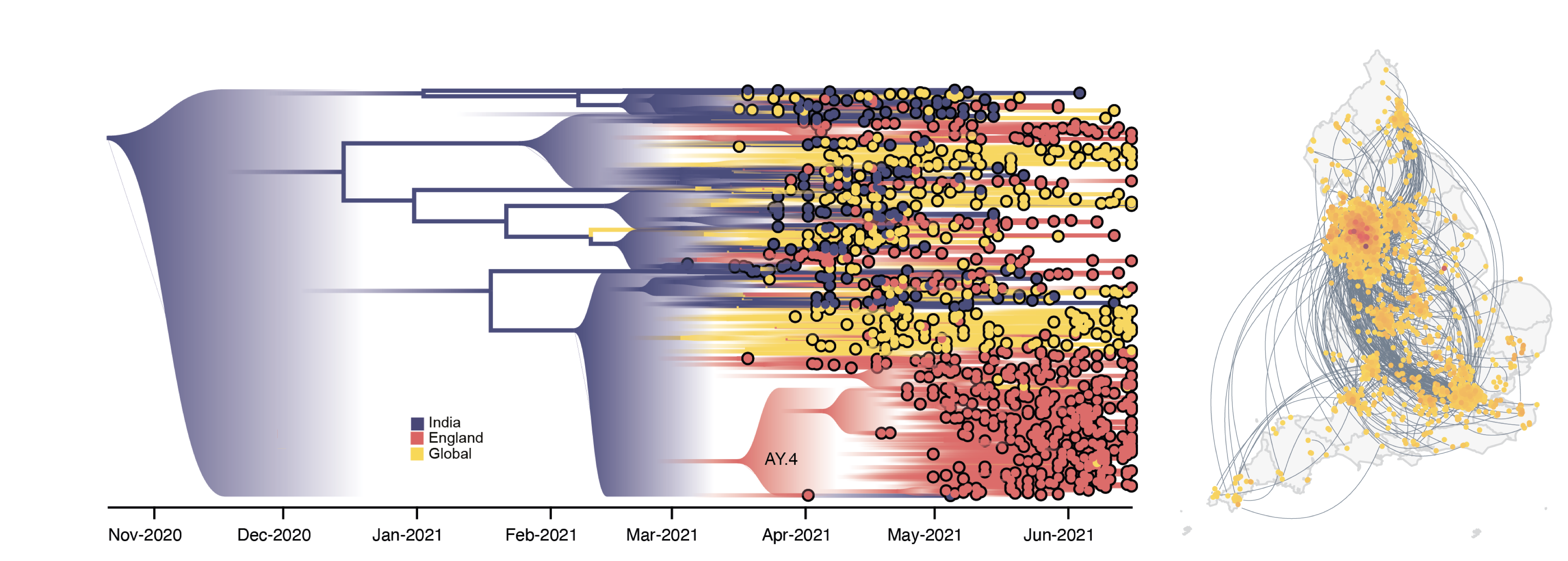 A phylogenetic tree of global delta spread and a map of spread within the UK